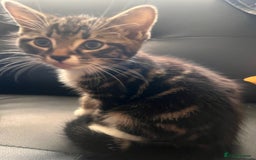 Mixed Breed cats for sale: Friendly and playful kitties  - Image 7