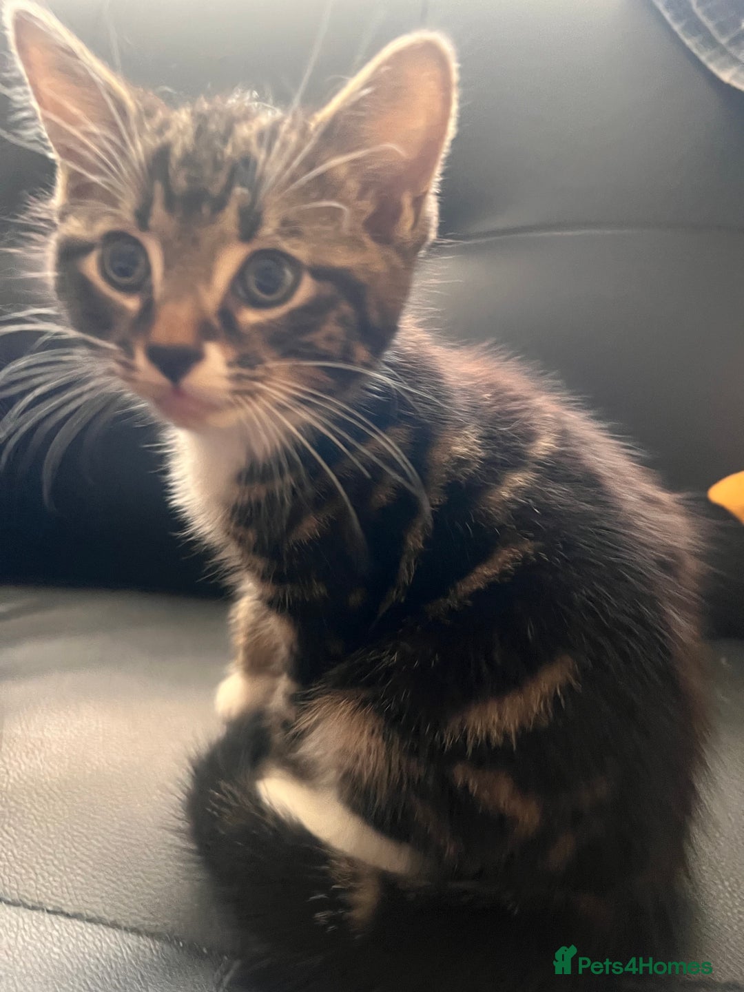 Mixed Breed cats for sale: Friendly and playful kitties  - Image 7