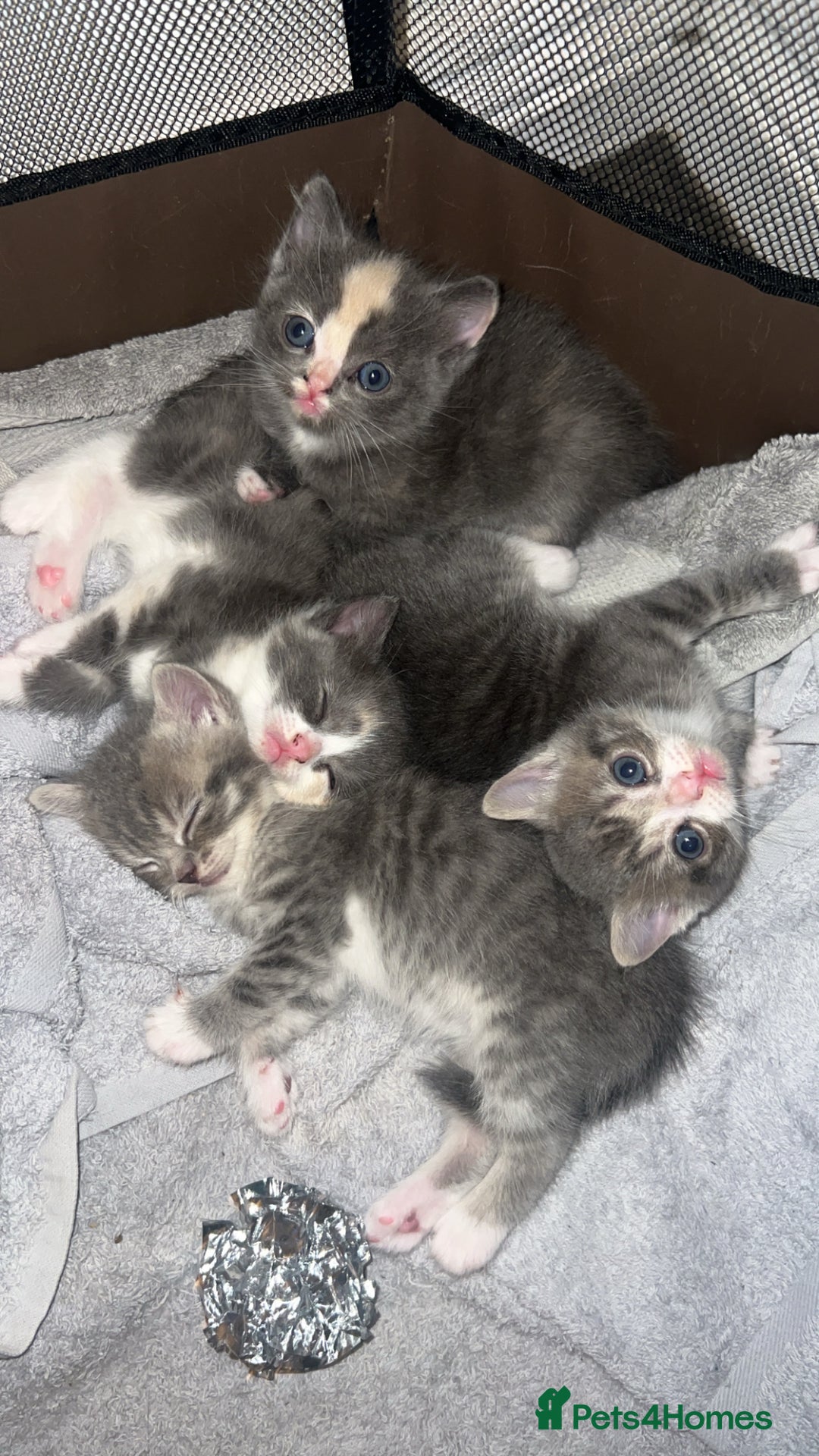 Persian cats for sale: Persian cross  - Image 3