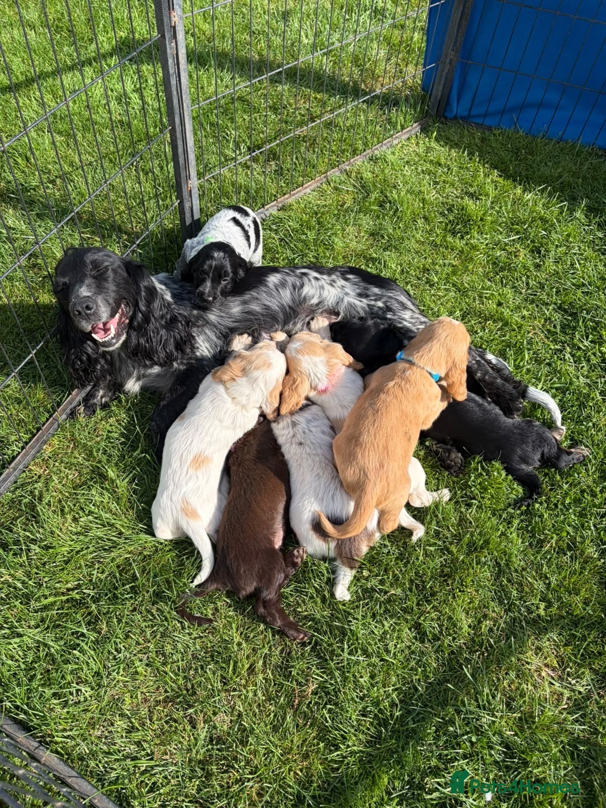 Cocker Spaniel dogs  show type cocker spaniel puppies🐾 - Advert 2