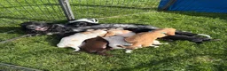 Cocker Spaniel dogs for sale:  show type cocker spaniel puppies🐾 - Advert 2