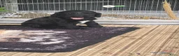 Doxiepoo dogs for sale: 4 beautiful Dacshund cross poodle  - Advert 9