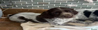 Cocker Spaniel Puppy 6