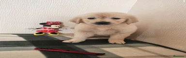 Golden Retriever 2