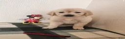 Golden Retriever dogs for sale: Golden retriever puppues in Wymondham - Advert 7