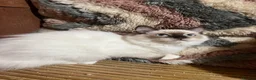 Ragdoll cats for sale: Tica purebred ragdoll kittens  - Advert 4