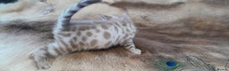 Bengal cats for sale: Beautiful Bengal kittens  - Advert 6