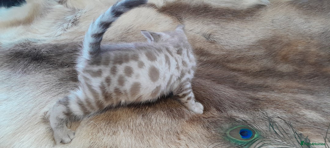 Bengal cats for sale: Beautiful Bengal kittens  - Advert 6