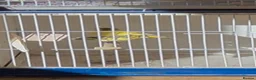 Budgerigars birds for sale: Coming Soon: Hand-Raised & Aviary Baby Birds! 🐦 - Advert 14