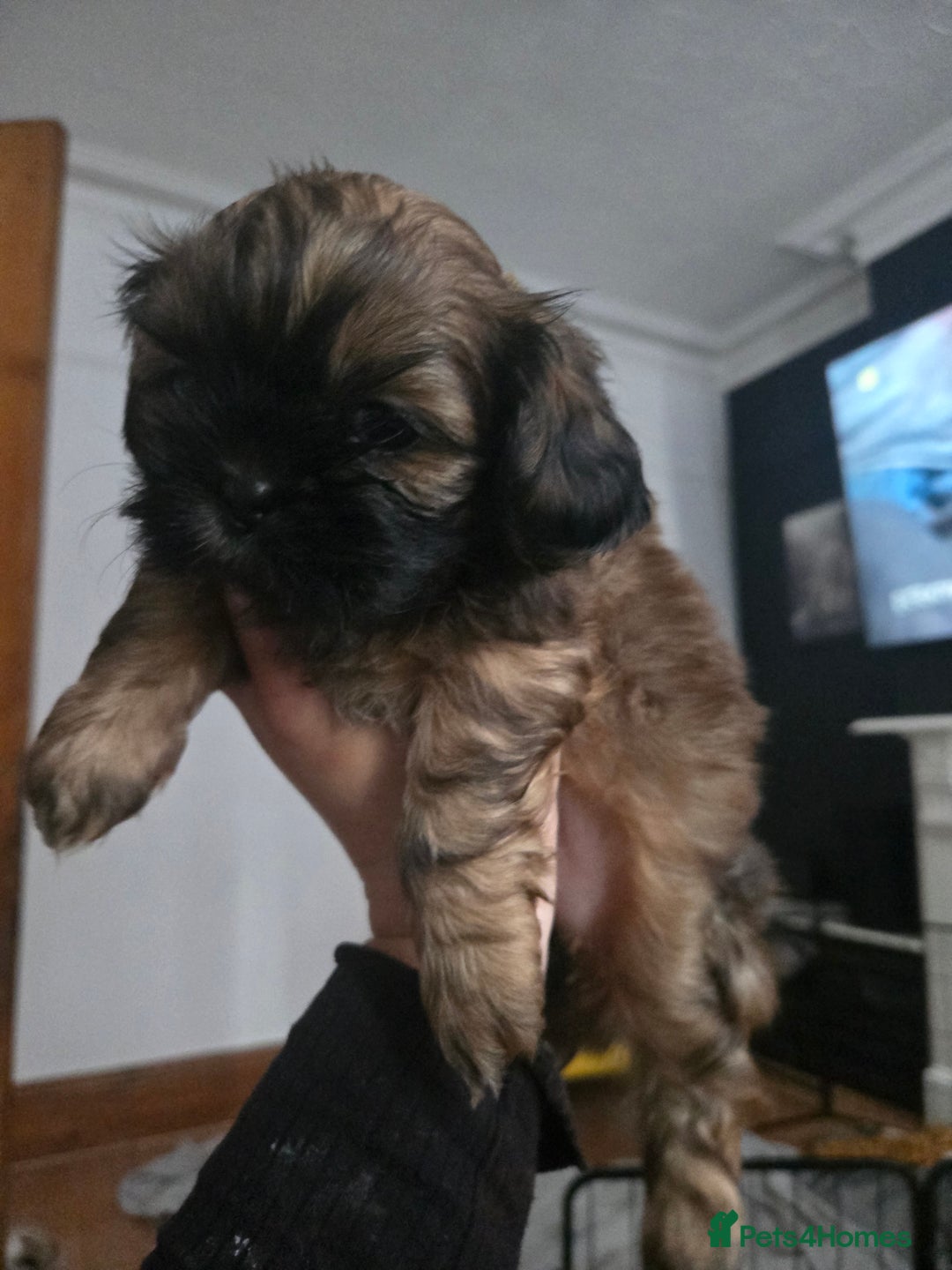 Shih Tzu dogs for sale: Female  - Image 4
