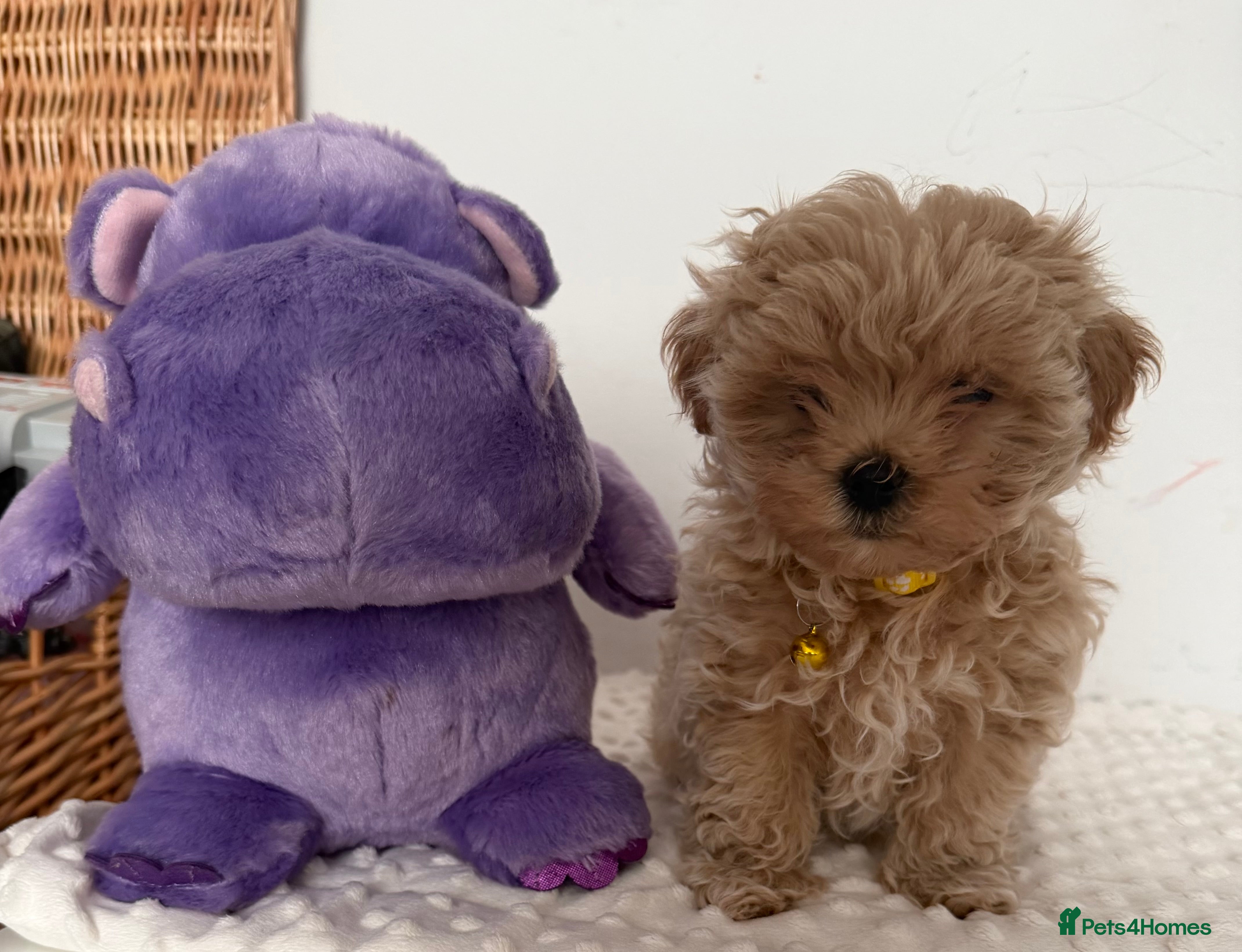 Maltipoo dogs Small Maltipoo puppy’s - Advert 2