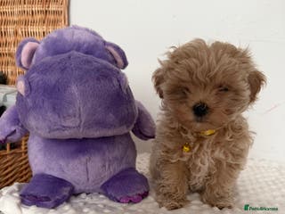 Maltipoo dogs Small Maltipoo puppy’s - Advert 6