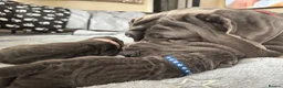 Neapolitan Mastiff dogs for sale: Rare breed Neapolitan mastiff puppies  - Advert 10
