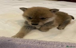 Japanese Shiba Inu dogs for sale: Fluffy authentic Shiba Inu puppies for sale  - Image 8