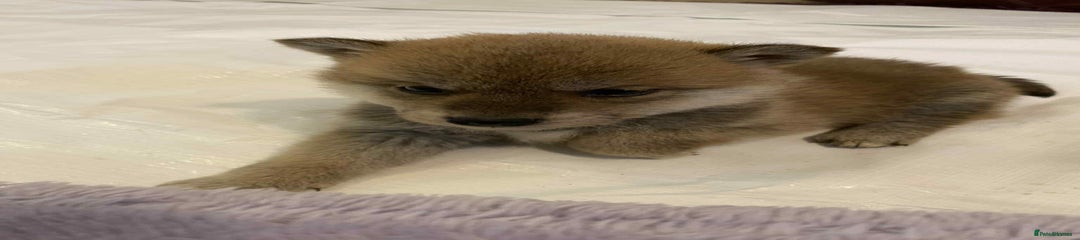 Japanese Shiba Inu Puppy 1