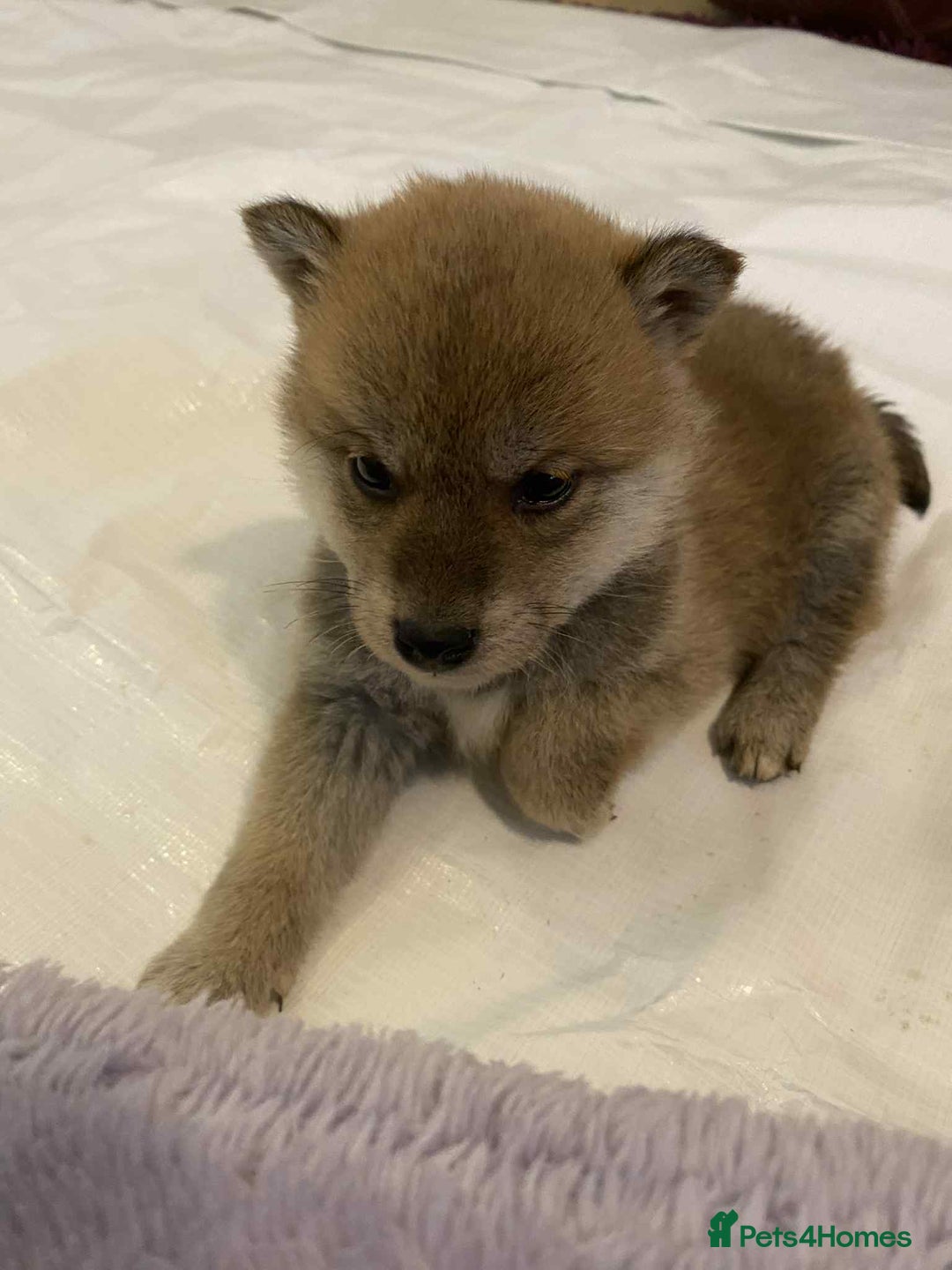 Japanese Shiba Inu dogs for sale: Fluffy authentic Shiba Inu puppies for sale  - Image 8