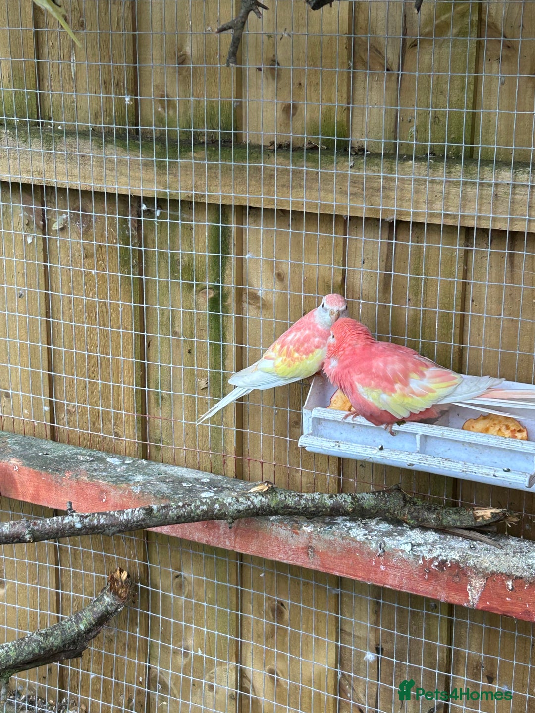 Parakeets birds for sale: Pair of Cockatiels for sale and bourke Hen - Image 3