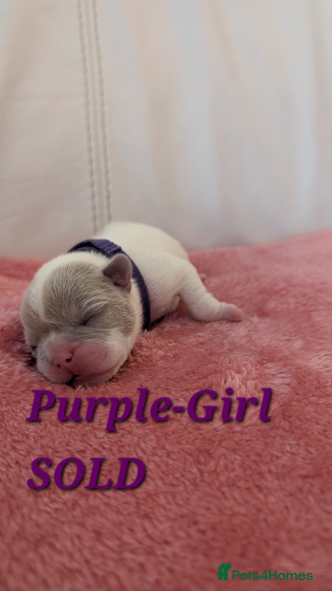 French Bulldog dogs for sale: French Bulldog puppies - Advert 5