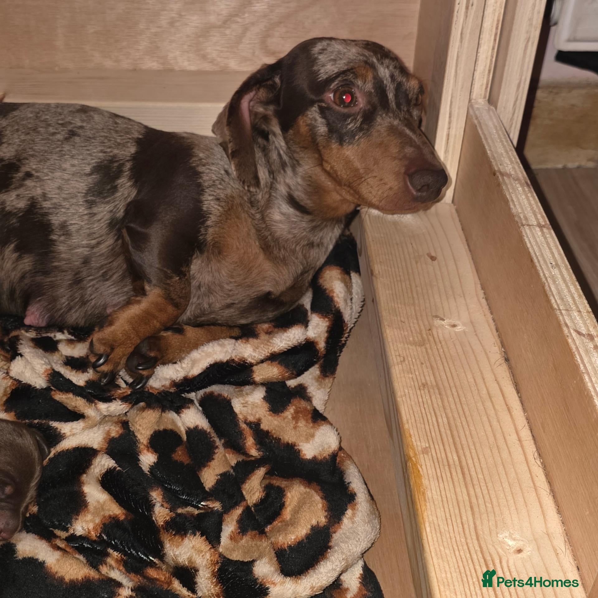 Miniature Dachshund dogs Miniature dachshunds - Advert 10