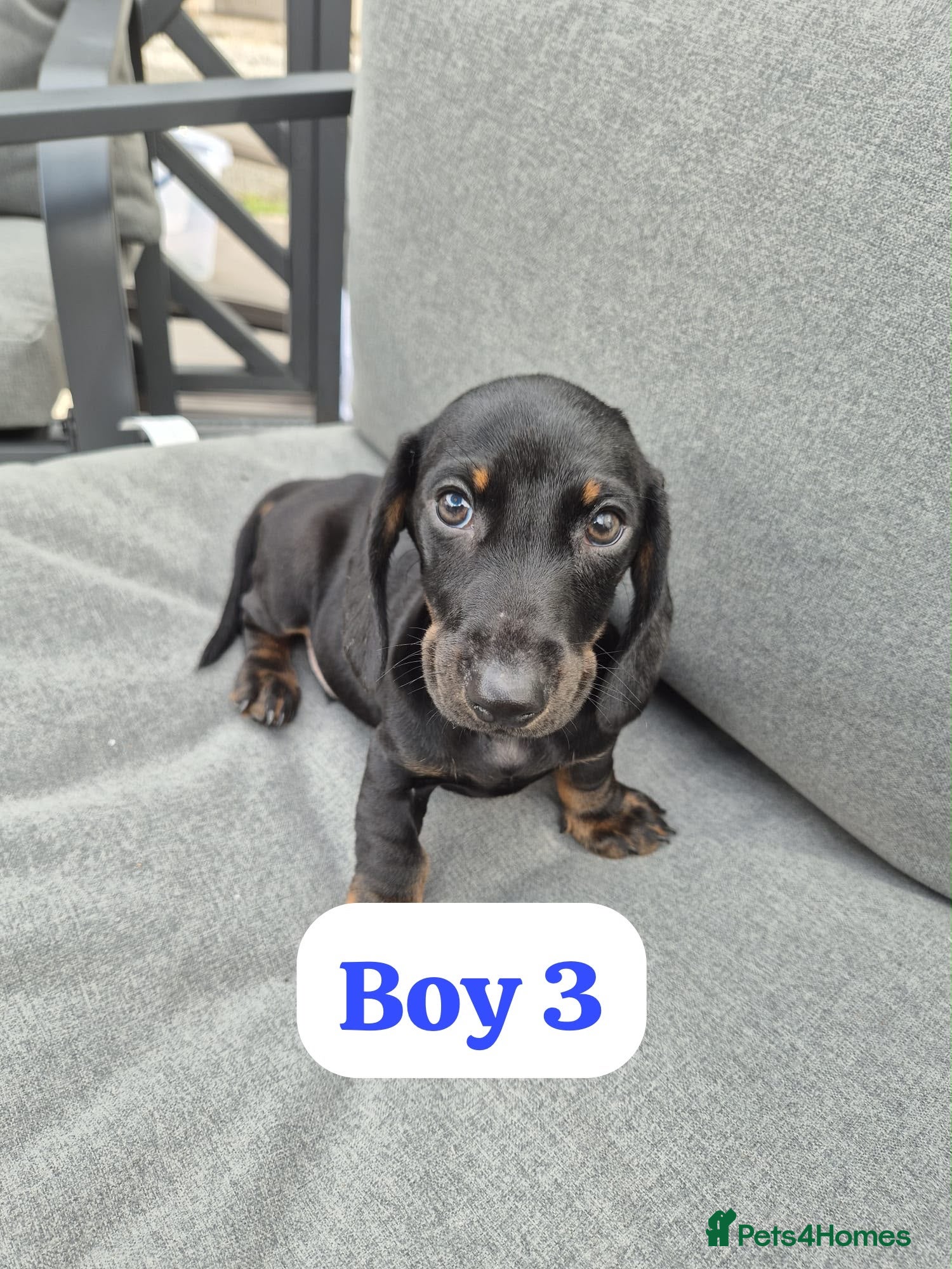 Dachshund dogs Dachshund Puppy - Advert 8