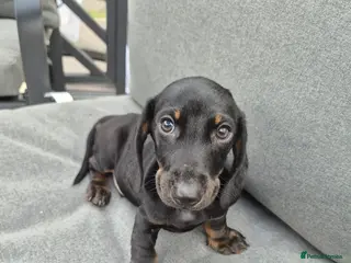Dachshund dogs Dachshund Puppy - Advert 8