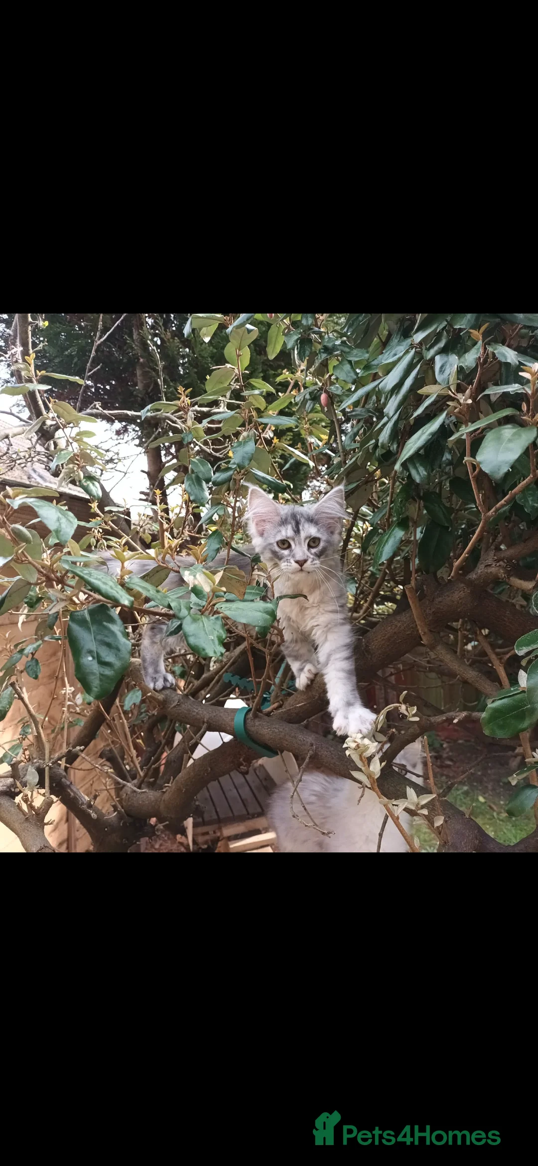 Maine Coon cats for sale: 🐈‍⬛Kittens ready for their new homes🤗 - Advert 2