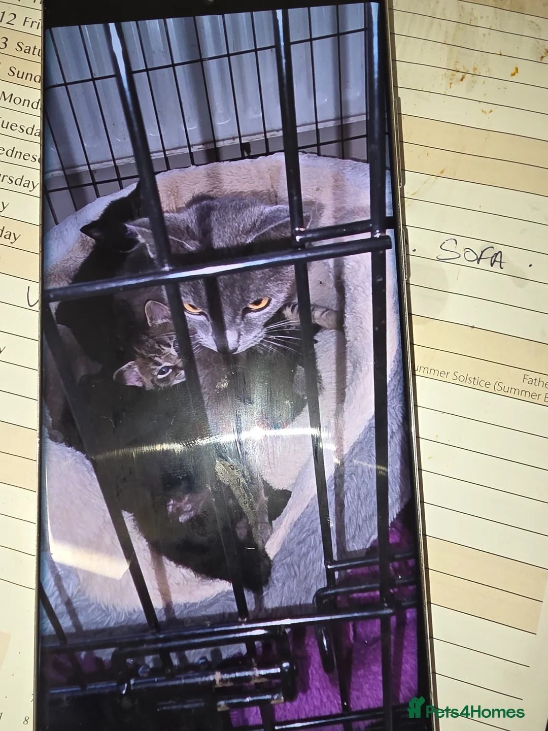 Russian Blue cats for sale: Russian tabys in Burnley - Advert 2