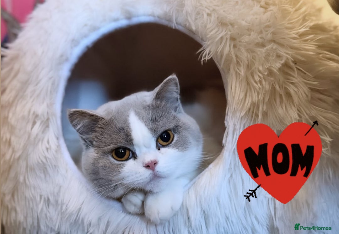 British Shorthair cats for sale: Pure British shorthair Champion line 😻🥇🏆 - Advert 10