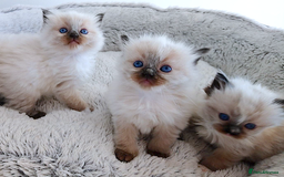 Ragdoll cats for sale: INDOOR FULL PEDIGREE RAGDOLL KITTENS - Image 2