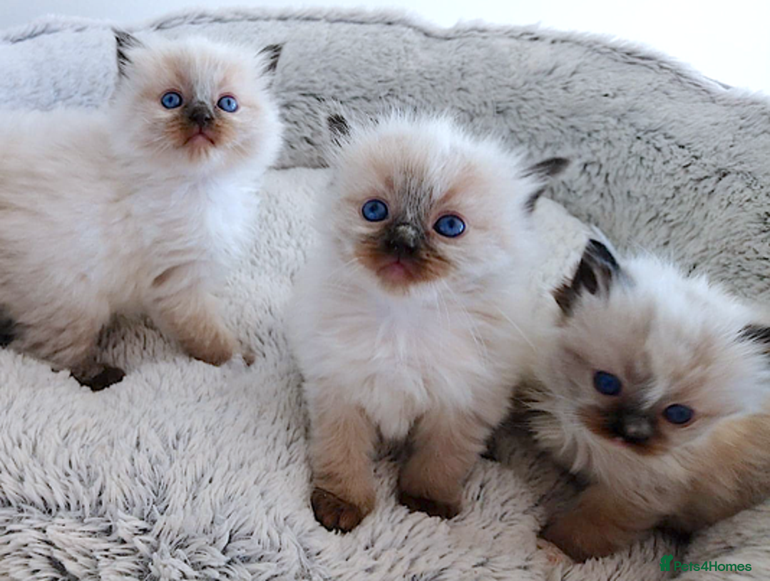 Ragdoll cats for sale: INDOOR FULL PEDIGREE RAGDOLL KITTENS - Image 2