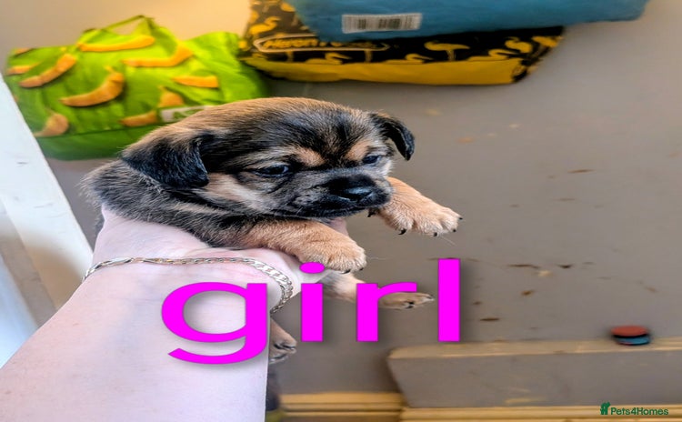Mixed Breed dogs - Advert 7