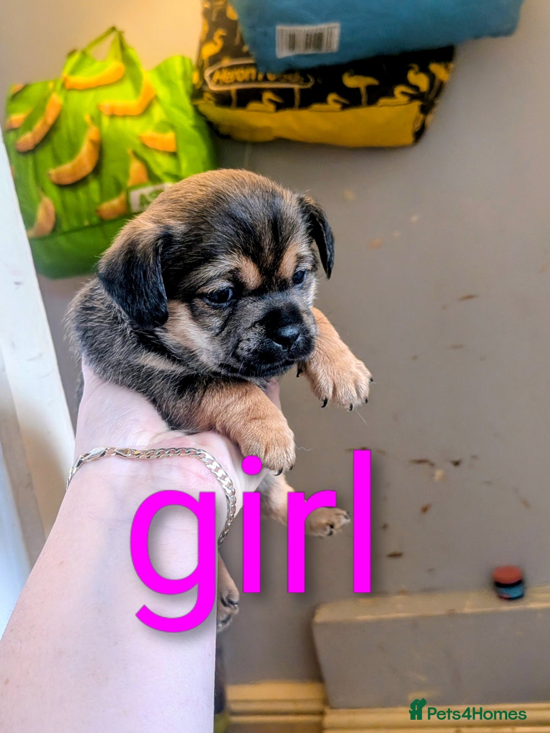 Mixed Breed dogs for sale: Pugshire - Image 1