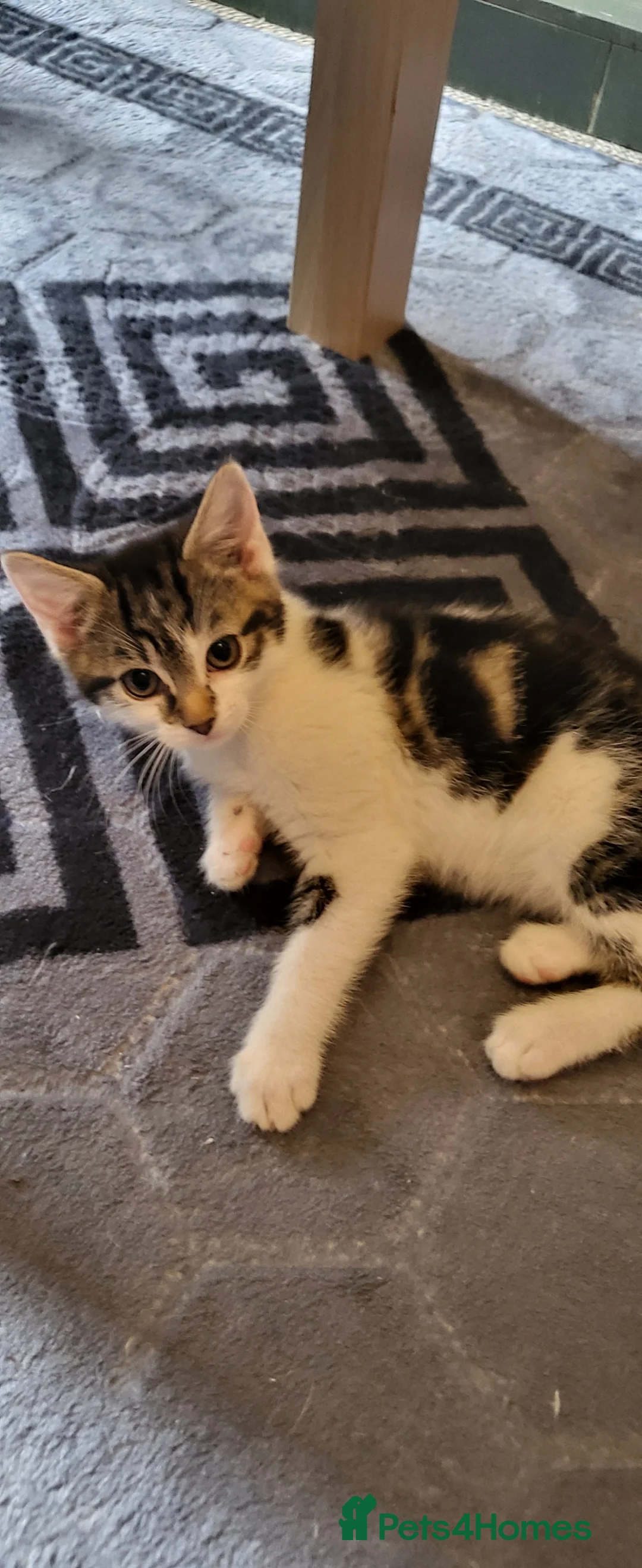 Mixed Breed cats for sale: 2 kittens for sale - Advert 2