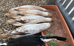 Ducks poultry for sale: 4 female welsh harlequin and 1 khaki Cayuga  - Image 1