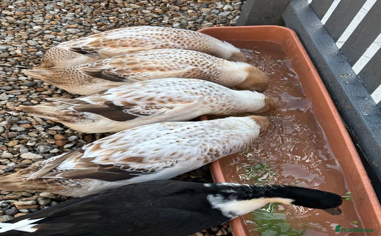 Ducks poultry - Advert 1