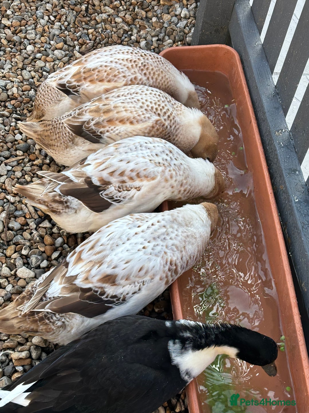 Ducks poultry for sale: 4 female welsh harlequin and 1 khaki Cayuga  - Image 1