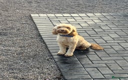 Cockapoo dogs for sale: Cockapoo  - Image 2