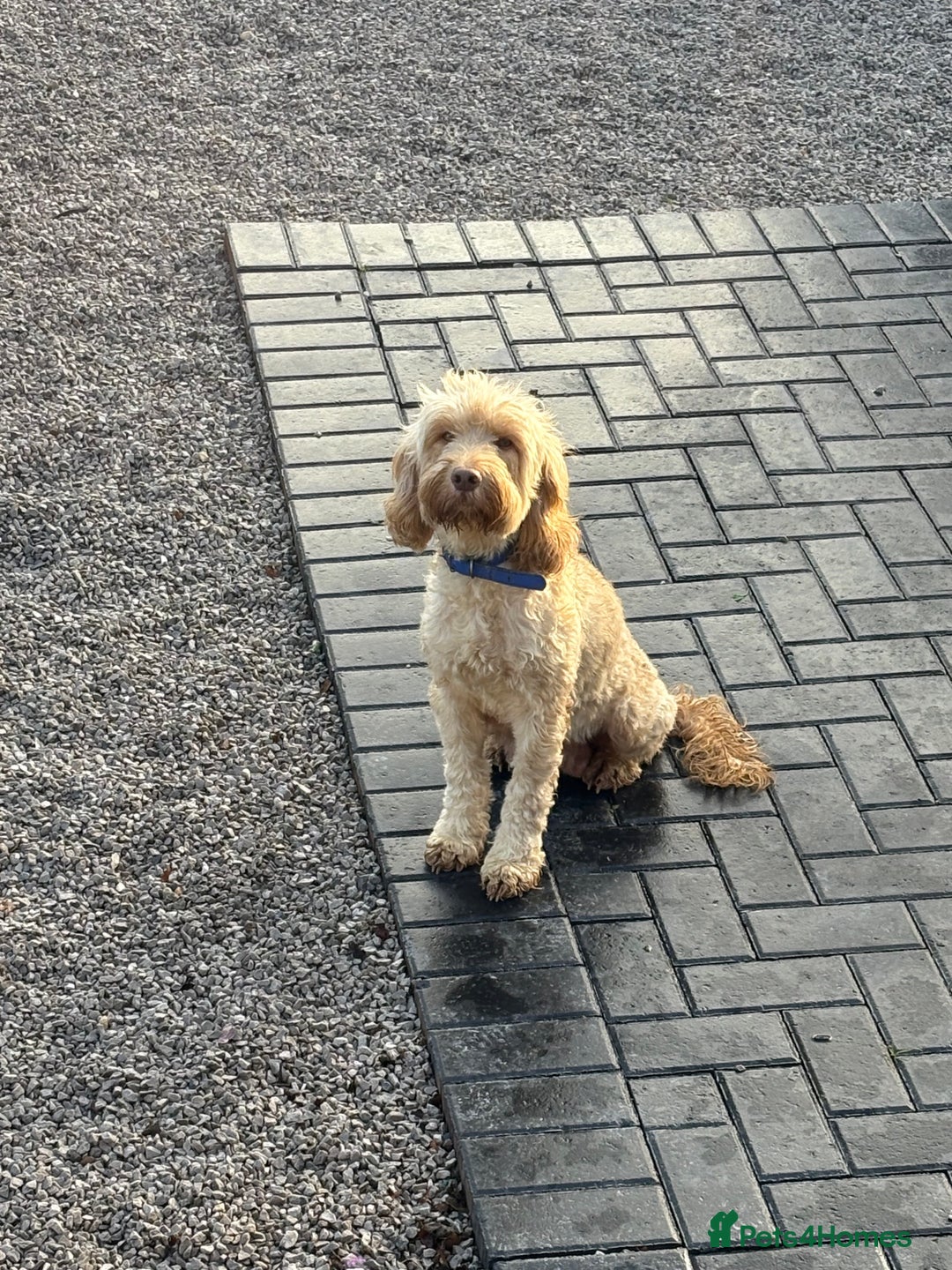 Cockapoo dogs for sale: Cockapoo  - Image 2