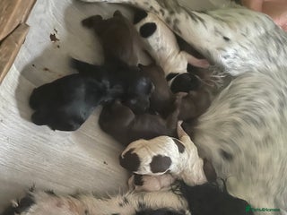 Sprocker dogs for sale - Advert 1
