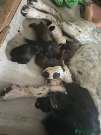 Sprocker dogs - Advert 1