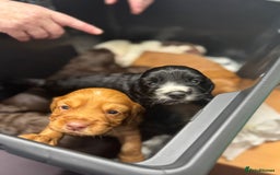 Cocker Spaniel dogs for sale: Cocker spaniel puppies - Image 7