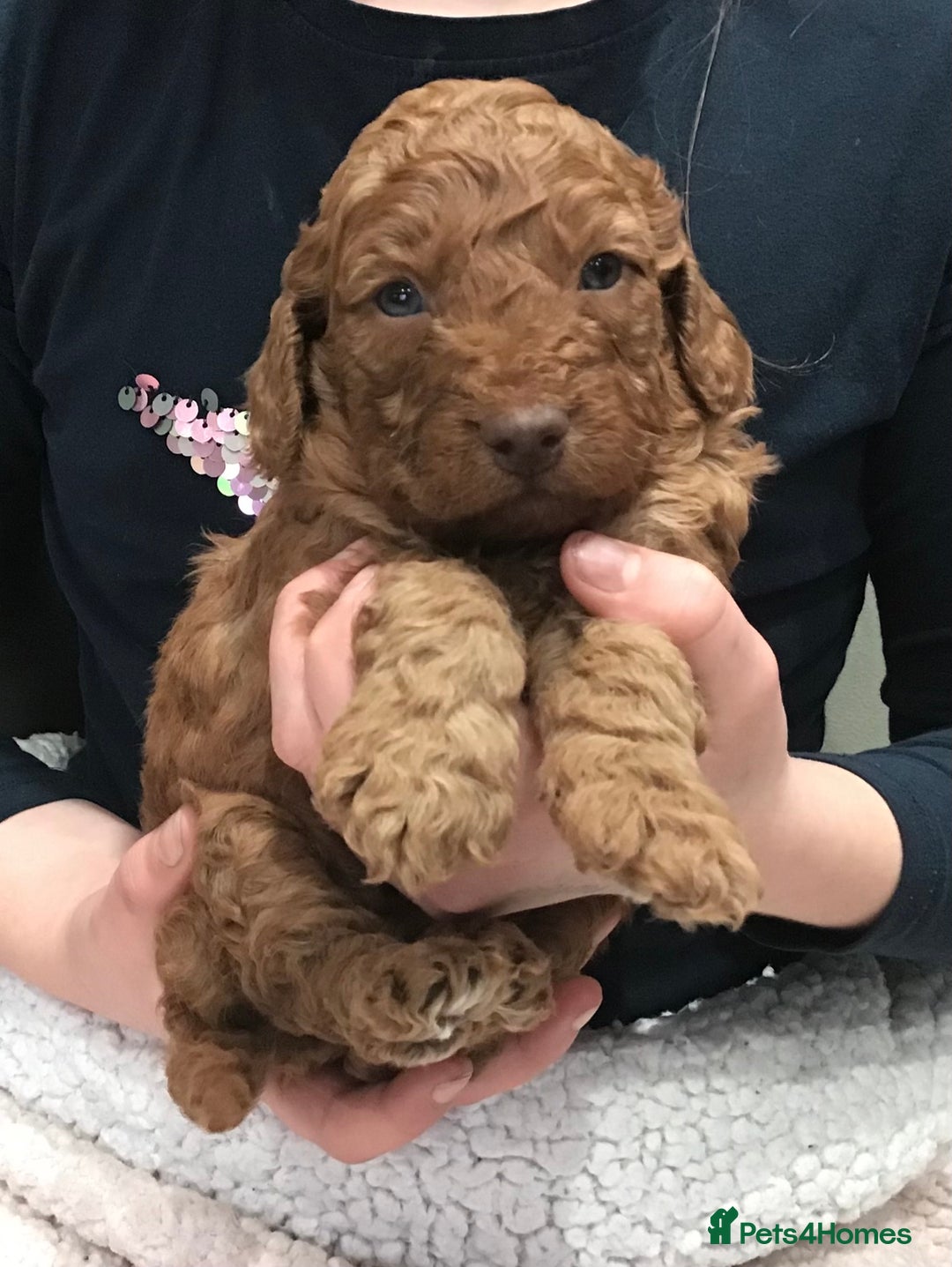 Labradoodle dogs for sale: 5* MINI F1B LABRADOODLE PUPPIES. - Advert 6
