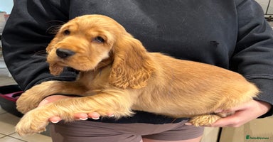 Cocker Spaniel dogs - Advert 4
