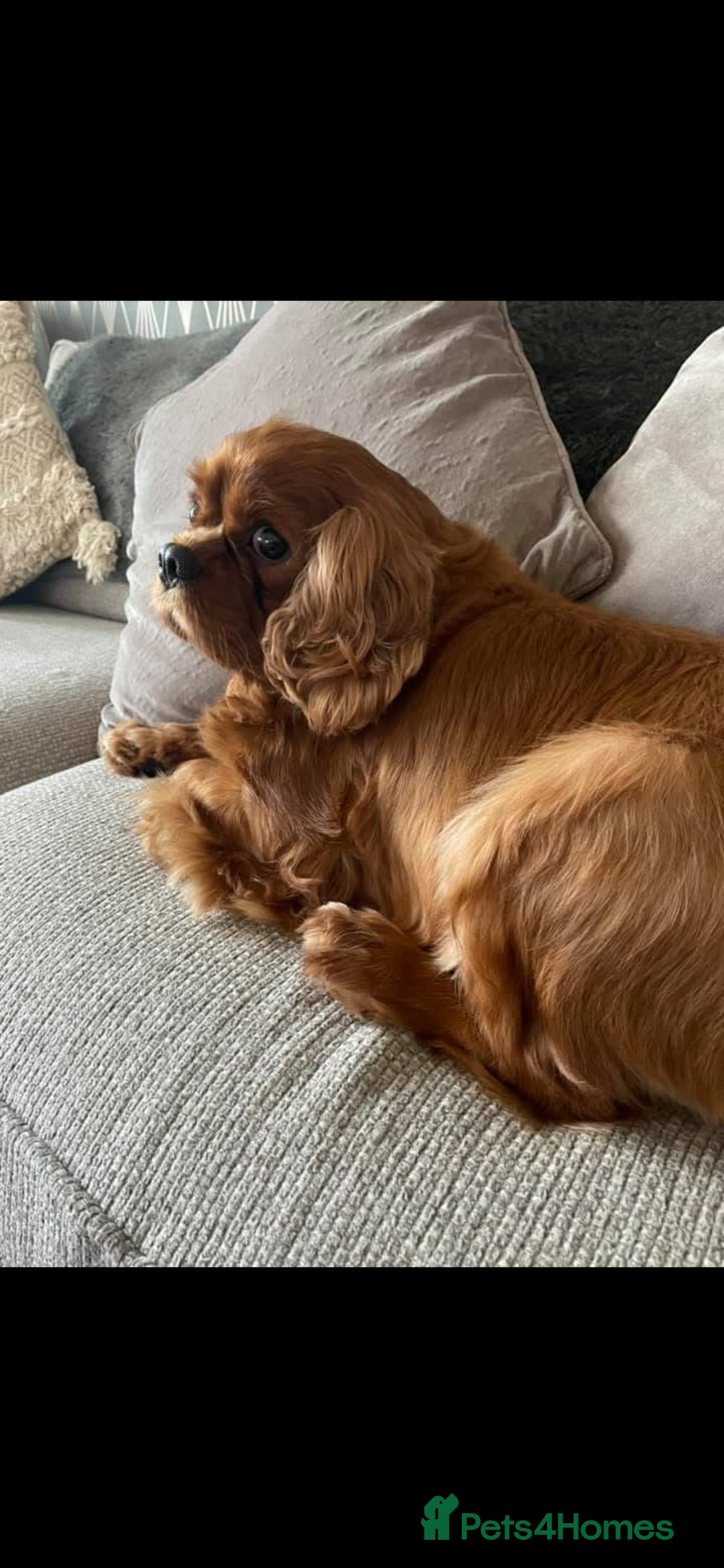 Cavapoo dogs for sale: Cavapoo boy 6 months okd - Advert 4