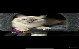 Ragdoll cats for sale: 2 male Ragdoll kittens - Advert 3