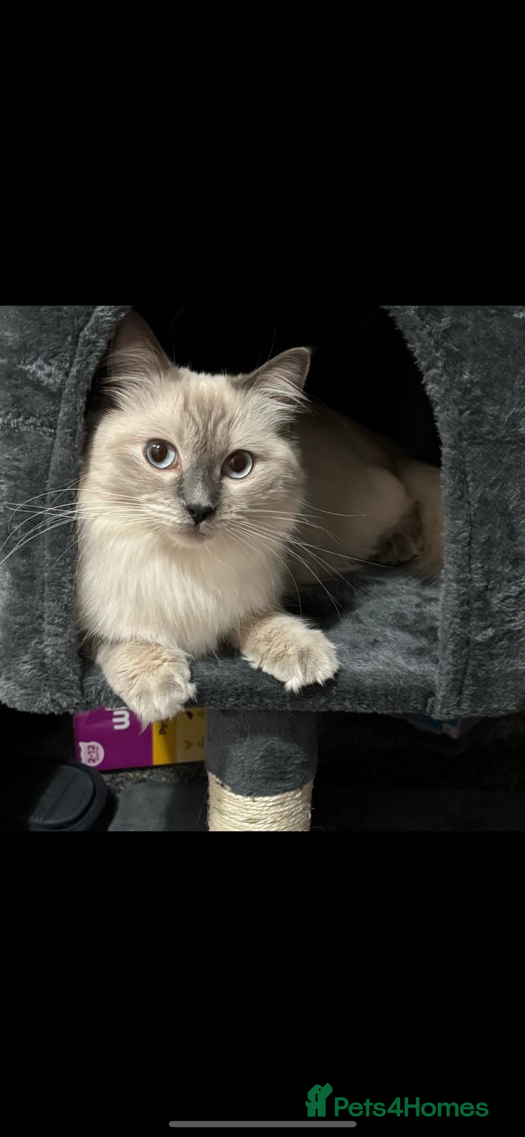 Ragdoll cats for sale: 2 male Ragdoll kittens - Advert 3