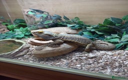 Bearded Dragon reptiles for sale: Bearded Dragon with 4ft vivarium - Image 7