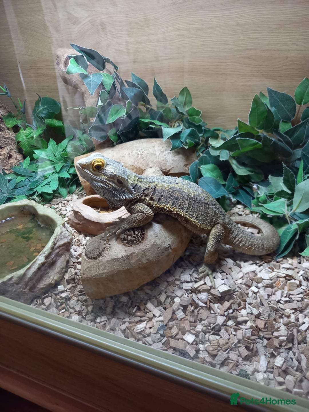 Bearded Dragon reptiles for sale: Bearded Dragon with 4ft vivarium - Image 7