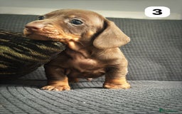 Dachshund dogs for sale: GORGEOUS DACHSHUNDS PUPPIES - Image 31