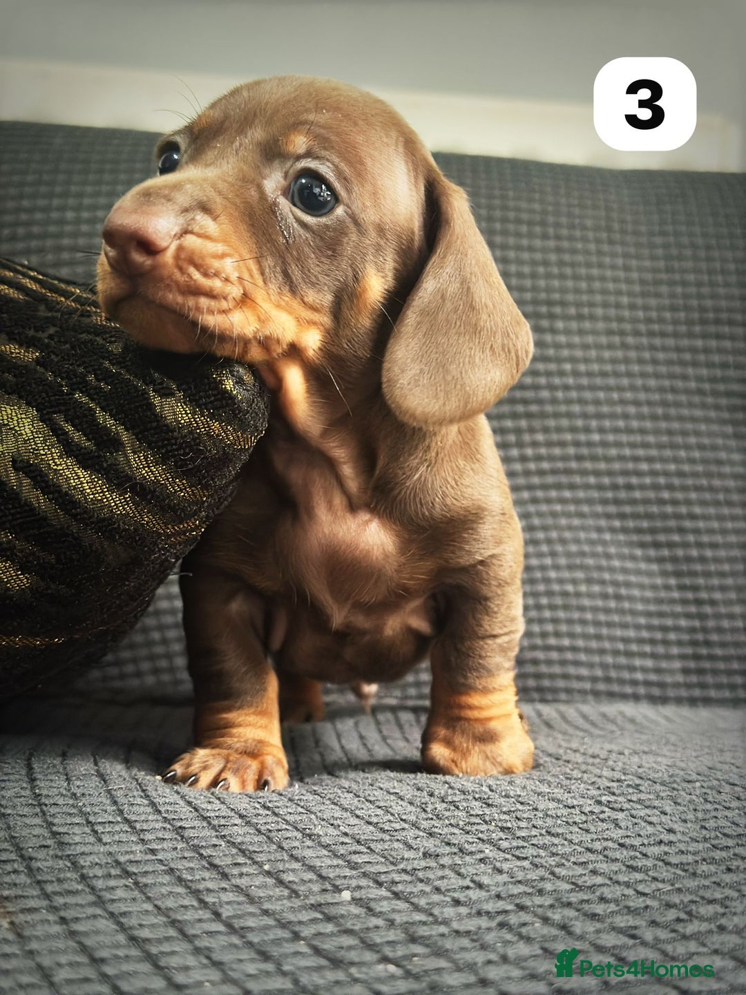 Dachshund dogs for sale: GORGEOUS DACHSHUNDS PUPPIES - Image 31